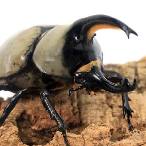 昆虫）（オス単品）レックスゾウカブトムシ ペルー イキトス産 成虫