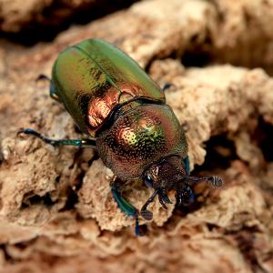 （昆虫）（メス単品）パプアキンイロクワガタ　ワメナ産　成虫　ノーマルカラー　サイズフリー（１匹）　北海道・九州航空便要保温