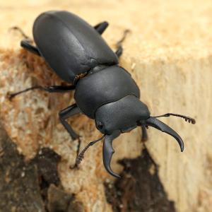 (昆虫)(オス単品)国産コクワガタ 成虫 サイ...の詳細画像1