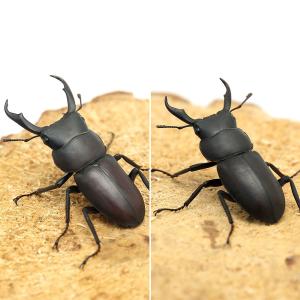 (昆虫)(オス単品)国産コクワガタ 成虫 サイ...の詳細画像2