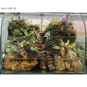 ピクタ 極床 植えれる君 A4 厚さ1cm 3...の詳細画像3