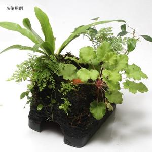 ピクタ 活着君 S 30×24cm 植物を育て...の詳細画像3