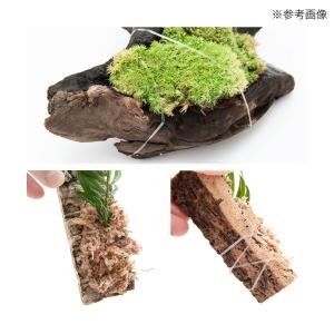 モス活着用バンド 20本入 水草 モス コケ 着生蘭の詳細画像2