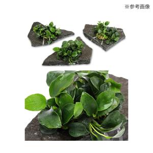 モス活着用バンド 20本入 水草 モス コケ 着生蘭の詳細画像3