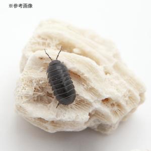 国産 ワラダンの栄養石(3個入り) 昆虫 ワラ...の詳細画像3