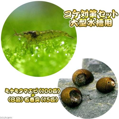 （エビ・貝）コケ対策セット　大型水槽用　ミナミヌマエビ（１００匹）＋（Ｂ品）石巻貝（１５匹）　北海道...