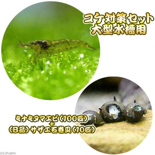（エビ・貝）コケ対策セット　大型水槽用　ミナミヌマエビ（１００匹）＋（Ｂ品）サザエ石巻貝（１０匹）　...
