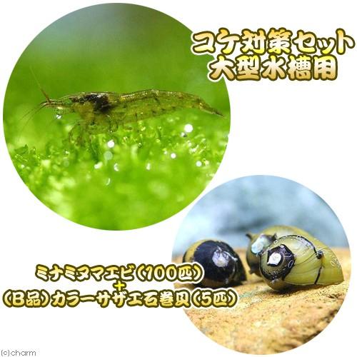 （エビ・貝）コケ対策セット　大型水槽用　ミナミヌマエビ（１００匹）＋（Ｂ品）カラーサザエ石巻貝（５匹...