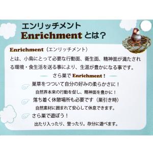 川井 小鳥のさら巣(直径130×65mm)の詳細画像4