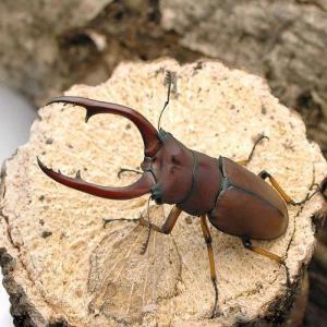 （昆虫）アスタコイデスノコギリクワガタ　スマトラ　ベンクール産　成虫（ＷＣ）５５〜５９ｍｍ（１ペア）