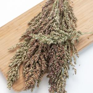 《終売》鳥さんの食事　国産　もろこし（たかきび）の穂　５０ｇ　おやつ　無添加　無着色