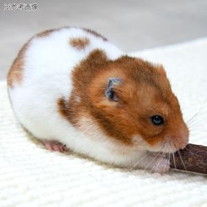 かじり木 国産 りんごの木のかじり木 ショート...の詳細画像3