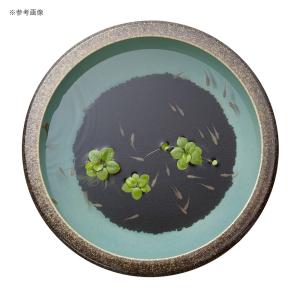 スドー メダカの天然玉土 黒 1L 底砂 底床の詳細画像2