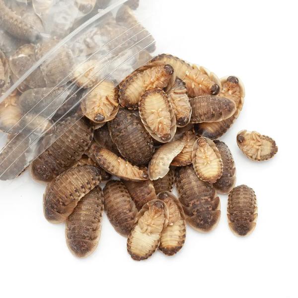 冷凍★　国産　冷凍足なしデュビア　ＭＳサイズ　２００ｇ　爬虫類　大型魚　色揚げ　無添加　無着色　別途...