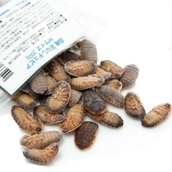 冷凍★　国産　冷凍足なしデュビア　Ｍサイズ　２００ｇ　爬虫類　大型魚　色揚げ　無添加　無着色　別途ク...