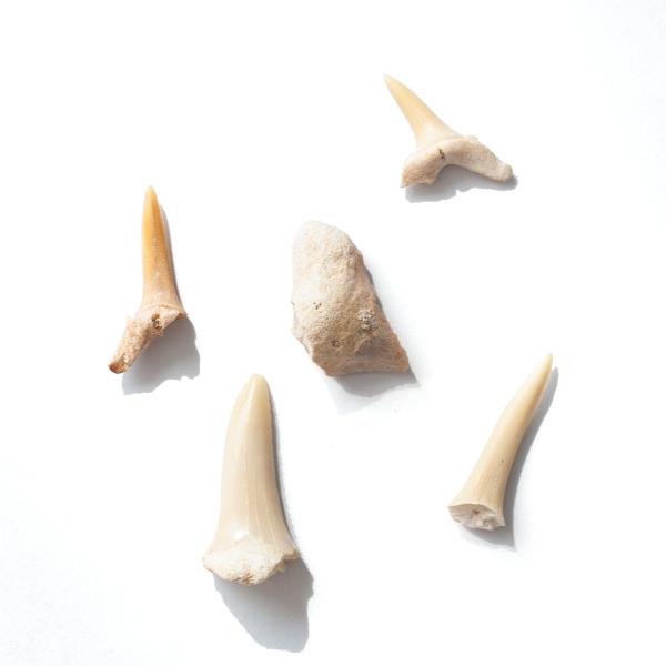 形状お任せ　サメの歯の化石　５個　始新世　モロッコ　アフリカ産