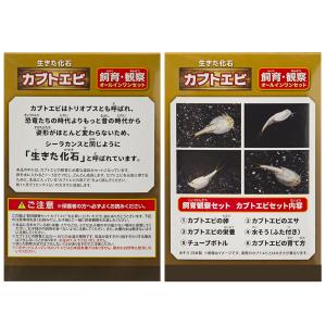 日本動物薬品 ニチドウ 飼育観察セット カブトエビの詳細画像3