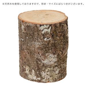 ミタニ かくれが 昆虫 カブトムシ クワガタ ...の詳細画像1