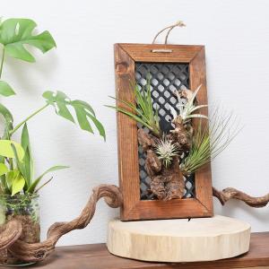 チャーム（charm） （観葉植物）ハンギングボード 流木仕立て コットン