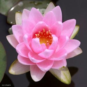 (ビオトープ)(めだか)はじめての睡蓮栽培セッ...の詳細画像1