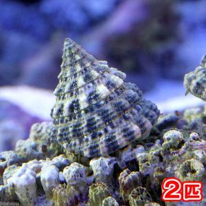 （海水魚）貝　ターボスネール　コケの掃除（２匹）　北海道・九州航空便要保温