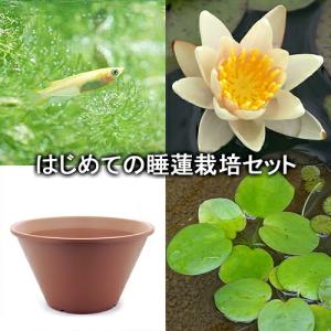 （ビオトープ）（めだか）はじめての睡蓮栽培セット　シュース＋陶鉢４４０＋ヒメダカ＋浮き草他　説明書付　本州四国限定