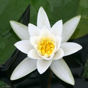 (ビオトープ)(めだか)はじめての睡蓮栽培セッ...の詳細画像1