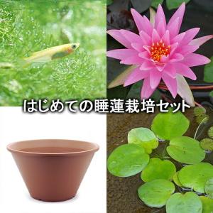 （ビオトープ）（めだか）はじめての睡蓮栽培セット　ローズアレイ＋陶鉢４４０＋ヒメダカ＋浮き草他　説明書付　本州四国限定｜chanet