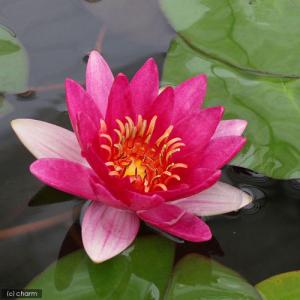 (ビオトープ)(めだか)はじめての睡蓮栽培セッ...の詳細画像2