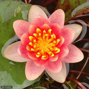 (ビオトープ)(めだか)はじめての睡蓮栽培セッ...の詳細画像1