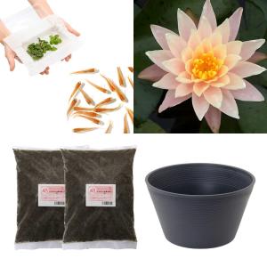 （ビオトープ）（めだか）はじめての睡蓮栽培セット　バーバラ　ドビンス＋睡蓮鉢＋ヒメダカ＋浮き草他　説明書付　本州四国限定　お一人様１点限り