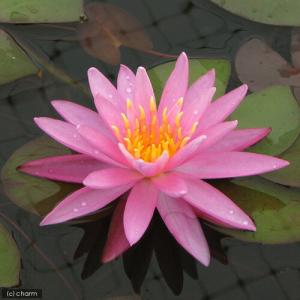 (ビオトープ)(めだか)はじめての睡蓮栽培セッ...の詳細画像2