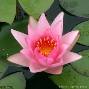 (ビオトープ)(めだか)はじめての睡蓮栽培セッ...の詳細画像1