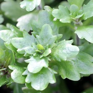 （水草）メキシカンバーレン（水上葉）（無農薬）（１０本）