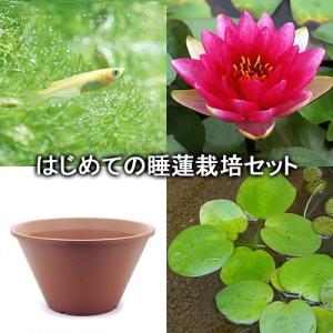 （ビオトープ）（めだか）はじめての睡蓮栽培セット　レンブランド＋睡蓮鉢＋ヒメダカ＋浮き草他　説明書付　本州四国限定　お一人様１点限り