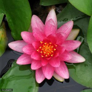 (ビオトープ)(めだか)はじめての睡蓮栽培セッ...の詳細画像2