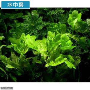 (水草)メキシカンバーレン(水上葉)(無農薬)...の詳細画像1