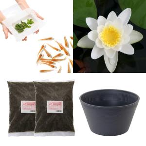 (ビオトープ)(めだか)はじめての睡蓮栽培セット...の商品画像