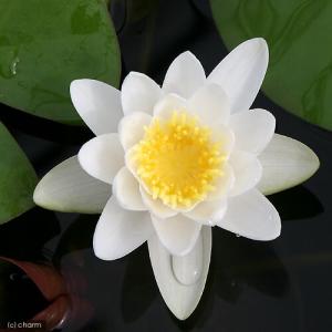 (ビオトープ)(めだか)はじめての睡蓮栽培セッ...の詳細画像1