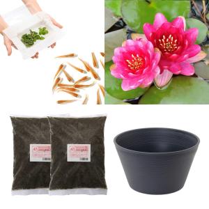 （ビオトープ）（めだか）はじめての睡蓮栽培セット　ペリーズ　ベイビー　レッド＋睡蓮鉢＋ヒメダカ＋浮草他　説明書付　本州四国限定　お一人様１点限り