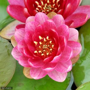 (ビオトープ)(めだか)はじめての睡蓮栽培セッ...の詳細画像2