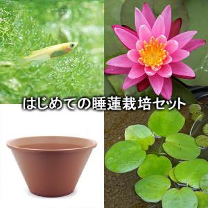 （ビオトープ）（めだか）はじめての睡蓮栽培セット　セレブレーション＋睡蓮鉢＋ヒメダカ＋浮き草他　説明書付　本州四国限定　お一人様１点限り