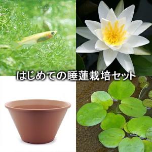 (ビオトープ)(めだか)はじめての睡蓮栽培セット...の商品画像