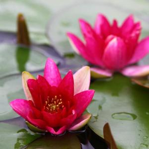 (ビオトープ)(めだか)はじめての睡蓮栽培セッ...の詳細画像1