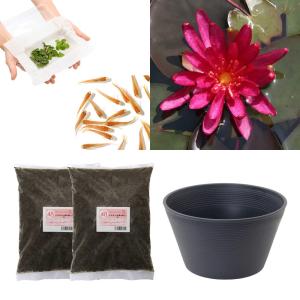 （ビオトープ）（めだか）はじめての睡蓮栽培セット　ヒドゥン　バイオレット＋睡蓮鉢＋ヒメダカ＋浮き草他　説明書付　本州四国限定　お一人様１点限り