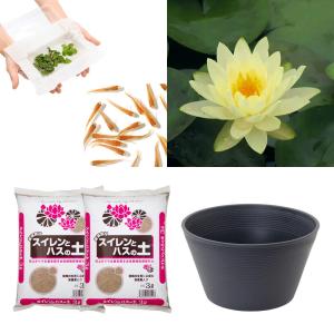 （ビオトープ）（めだか）はじめての睡蓮栽培セット　レモン　ミスト＋睡蓮鉢＋ヒメダカ＋浮き草他　説明書付　本州四国限定　お一人様１点限り