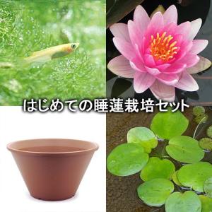 （ビオトープ）（めだか）はじめての睡蓮栽培セット　チャレス＋陶鉢４４０＋ヒメダカ＋浮き草他　説明書付　本州四国限定｜chanet