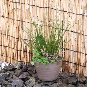 （ビオトープ）睡蓮　私の小さなビオトープ　益子焼　彩（ＳＡＩ）　姫睡蓮鉢　焼締（説明書付）　沖縄不可