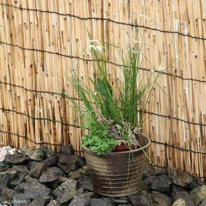 （ビオトープ）睡蓮　私の小さなビオトープ　益子焼　彩（ＳＡＩ）　姫睡蓮鉢　炭化（説明書付）　沖縄不可