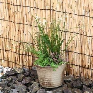 （ビオトープ）睡蓮　私の小さなビオトープ　益子焼　彩（ＳＡＩ）　姫睡蓮鉢　古信楽（説明書付）　沖縄不可